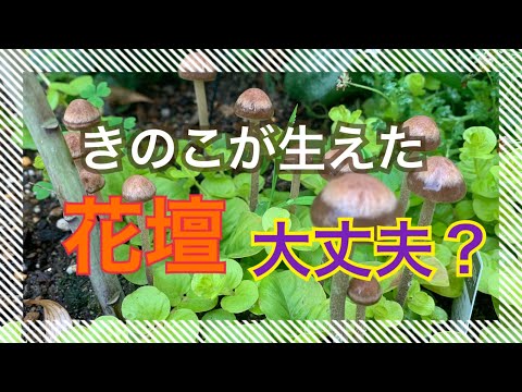 園芸 湿地のキノコ