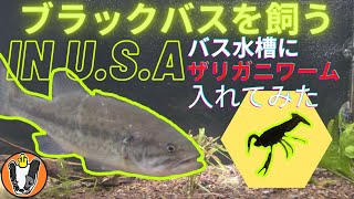 ブラックバスを飼う in U.S.A　リアルなザリガニワームを水槽に入れてみた