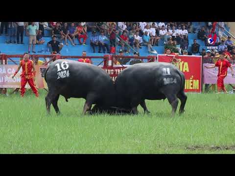 2024 Do Son buffalo fighting festival held