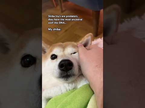 All units, my tummy hurts 🥲 #memes #cute #shibainu