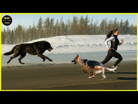 50 Hero Animals That Saved Human Lives #2 | Best moment of 2024!
