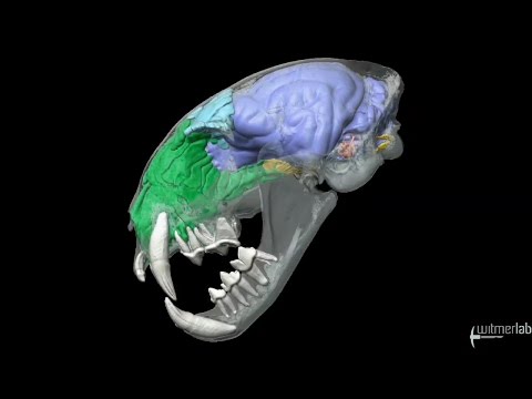 Visible Interactive Bobcat - skull with brain endocast, paranasal sinuses, etc.