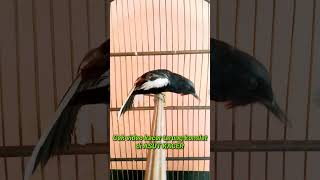 Download lagu KACER KONSLET NGEPLAY mp3