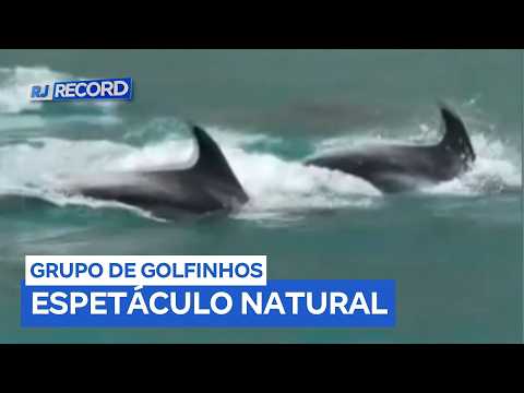 Grupo de golfinhos encanta turistas durante passeio de barco em Arraial do Cabo (RJ)