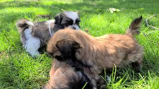 Video preview image #1 Shih Tzu Puppy For Sale in BLACKFOOT, ID, USA