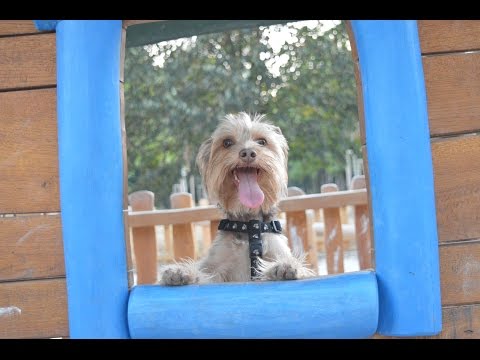 Bacco - 3rd agility training Málkov