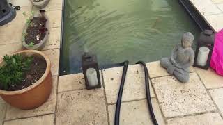 Draining a fish pond