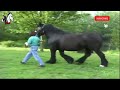 Big Black American Clydesdale Horse Breed At Equine Breeder Stable
