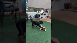 Video preview image #1 Rottweiler Puppy For Sale in Mooresville, NC, USA