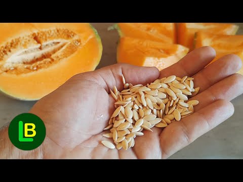 Ne odbacujte ove moćne semenke. Jestive su. Imaju neverovatne koristi za zdravlje