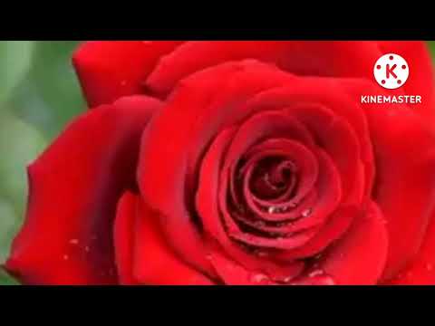 PHASTO#NAAT#BEST#ASHRAF,S NAAT#CHANNNEL