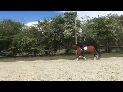 Stute "MALOU" von Mighty Magic