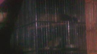 Download lagu Burung drorot gacor atau cicohong mp3 Download lagu Burung drorot gacor atau cicohong mp3