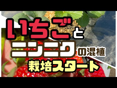 園芸 イチゴの維持