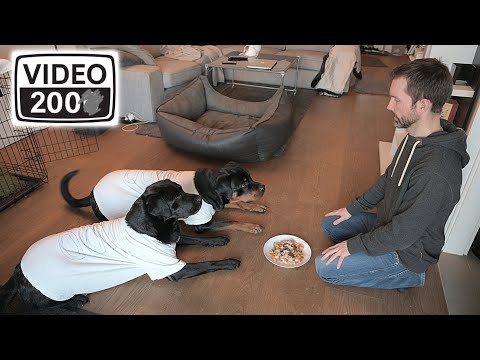 Cedric der Labrador - 200 | Video 200