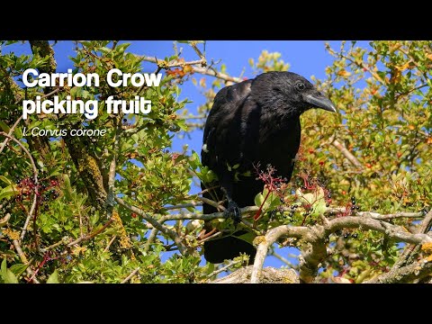 Carrion Crow (Corvus corone) Picking Ripe Berries
