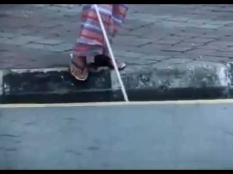 Animals also have humanity