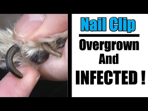 Overgrown Dog Nail Clipping & Infected Paws