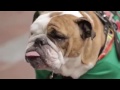 Top Funny Video 2016