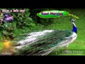 Ho Munda Songs​ HD Jhipir Jhipir Shraban Riyah Gamare