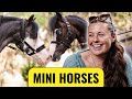 Meet Coco Our New Mini Horse Is Coming Home