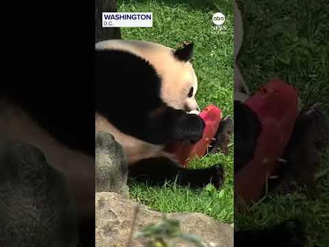 Giant panda Bao Li celebrates fourth birthday at the National Zoo