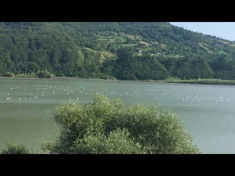 Lacul Batca Doamnei  locul preferat al lebedelor