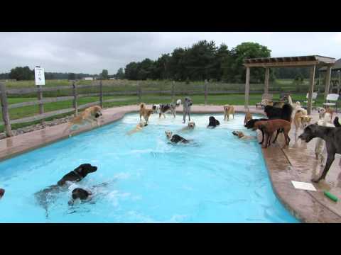 Щастливи кучета