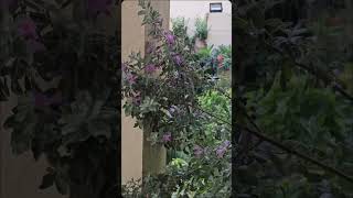 مطر الصباح وفي شهر الرحمة يارب كُل مافي قلوبنا