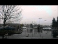 Seattle Seagulls Owning McDonalds Parking Lot