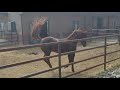 Stallion Gets Mad He Can T Be With Mare