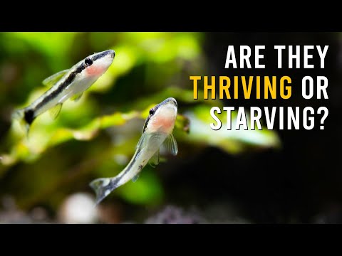 Otocinclus Catfish DON'T Eat Like Most Fish! (Feeding Schedule)