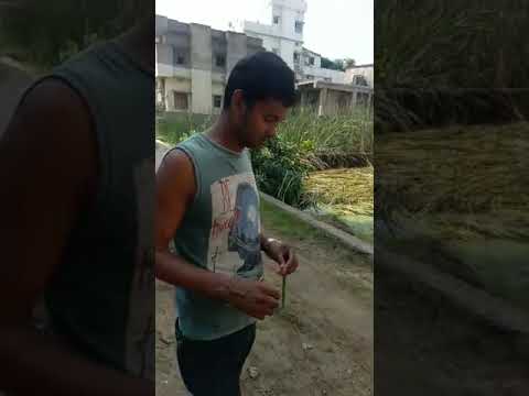 1 kattha plot for sale Near St Karen's School Gola Road Patna Residential plot for sale in Patna