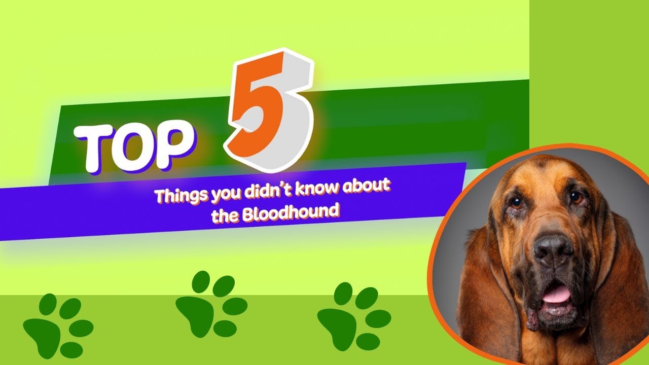 5 Things You Didn't Know About The Bloodhound