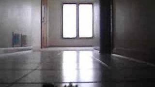 Silver Jews- &quot;Let&#39;s Not and Say We Did&quot;