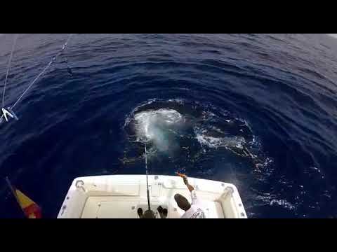 Fastest release of Blue Marlin in La Gomera, July 2020