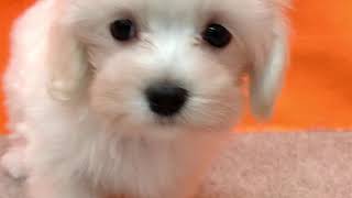 ハーフ犬の動画01