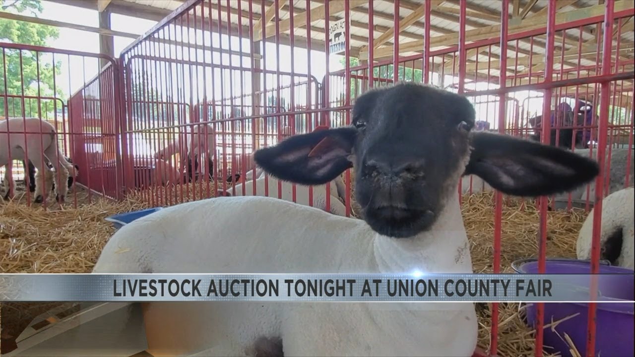 Livestock Auction at Union County Fair
