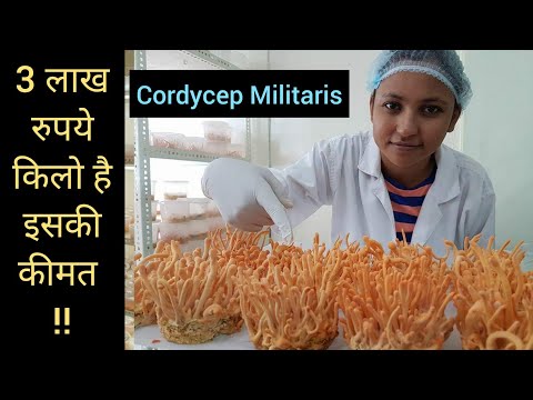 cordyceps férgek tejszérum férgek ellen