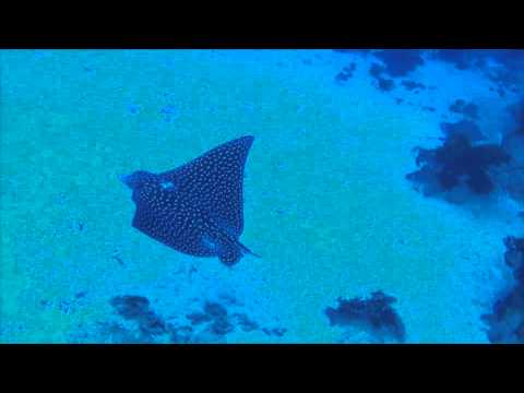 Turtle Point Cayman Islands Aquatic Life