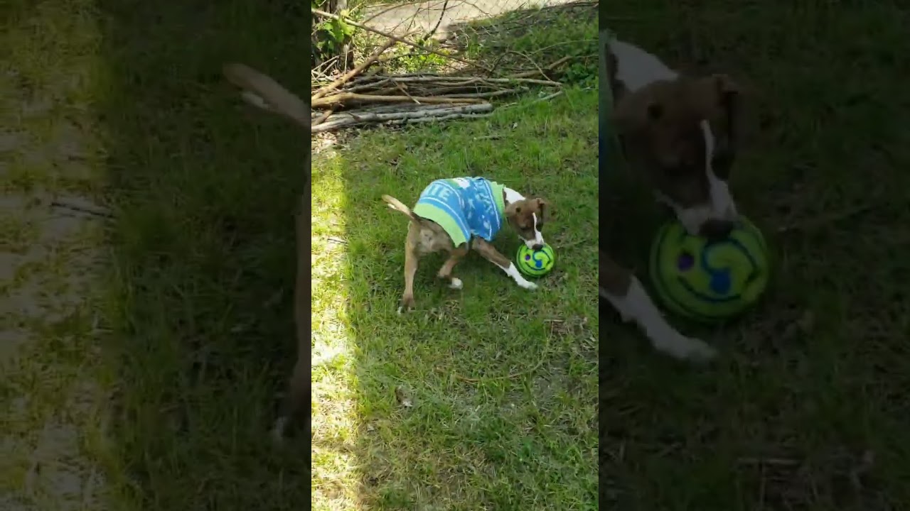 Enlarge Cali, an adoptable mixed breed in Detroit, MI video 3/6