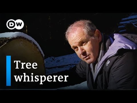 Italy: The man who turns the trees of South Tirol into music | Focus on Europe