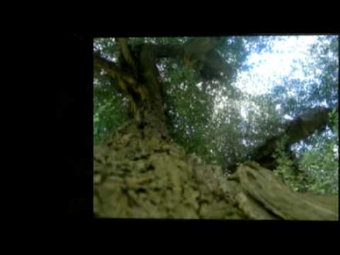 Il Leone di Carpineto