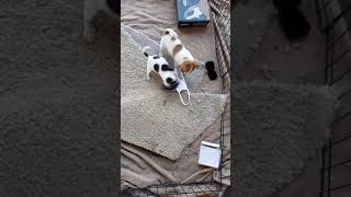 Jack Russell Terrier Puppies Videos