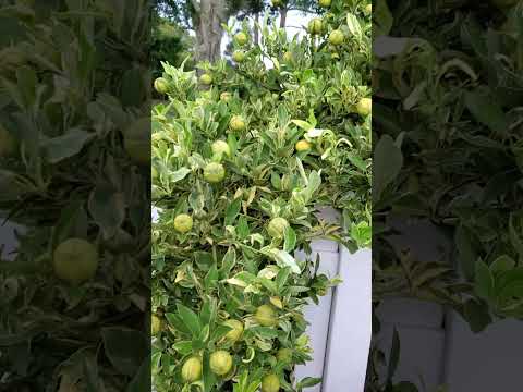 Abundantes Limones casi todo el Año