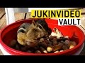 Después de ver este vídeo vas querer una mascota