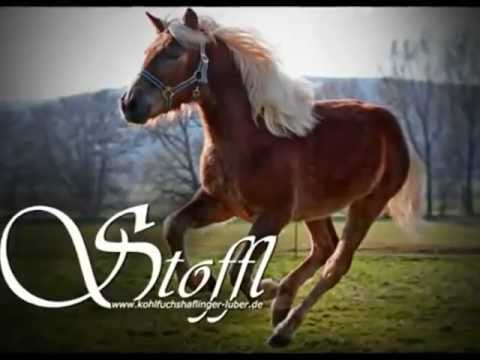 Kohlfuchshaflinger Luber - Haflinger Hengst Stoffl
