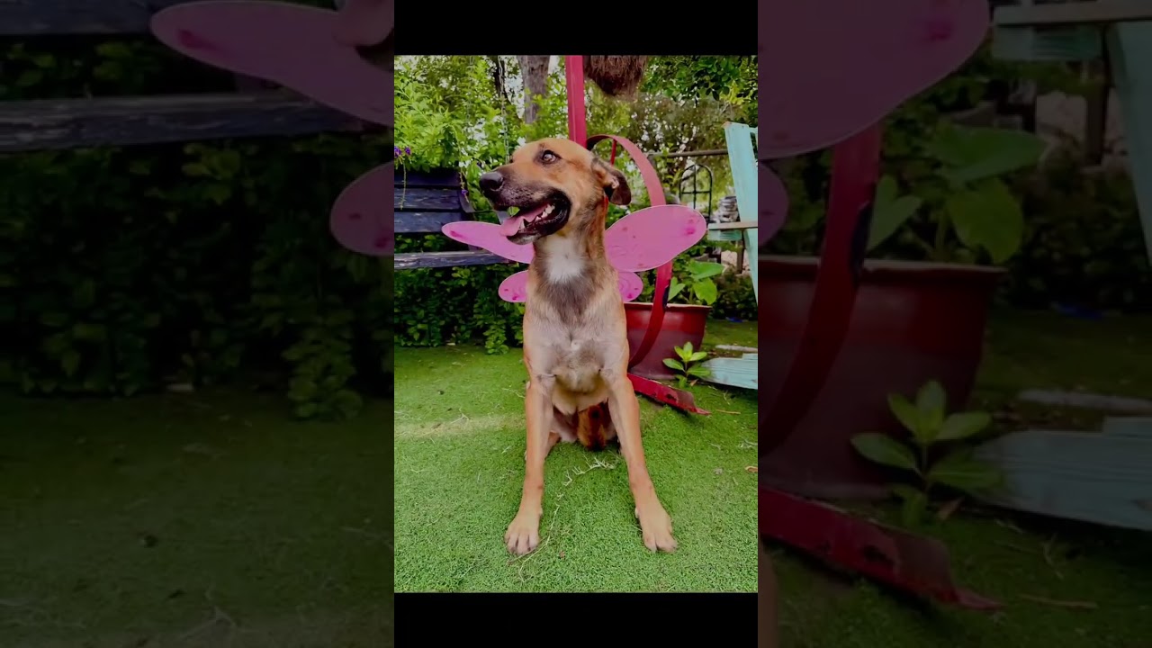 Enlarge Roxy, a Adoptable mixed breed in Brattleboro, VT video 6/6