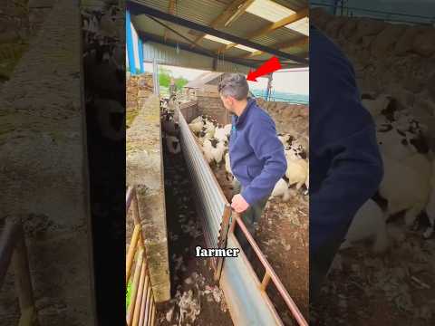 Sheep Seprate 🐏#shorts #viral