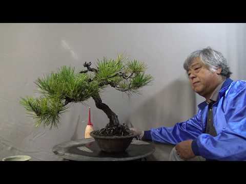 黒松 Pine tree.Bonsai master cut the twigs,wire,repot.(Almost no edit)